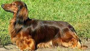 Popis plemene králíka jezevčíka